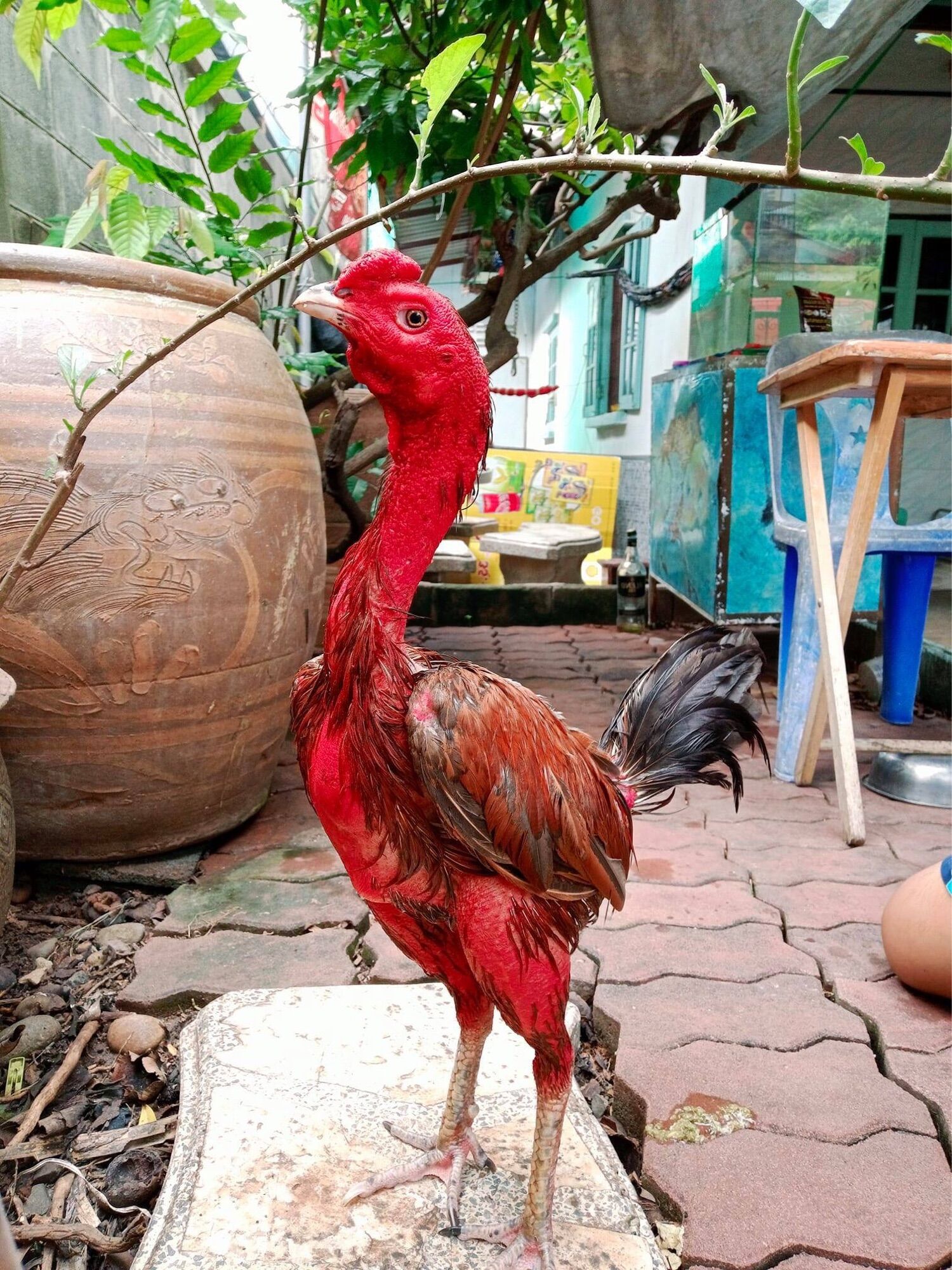 Nghệ đỏ củ 500g