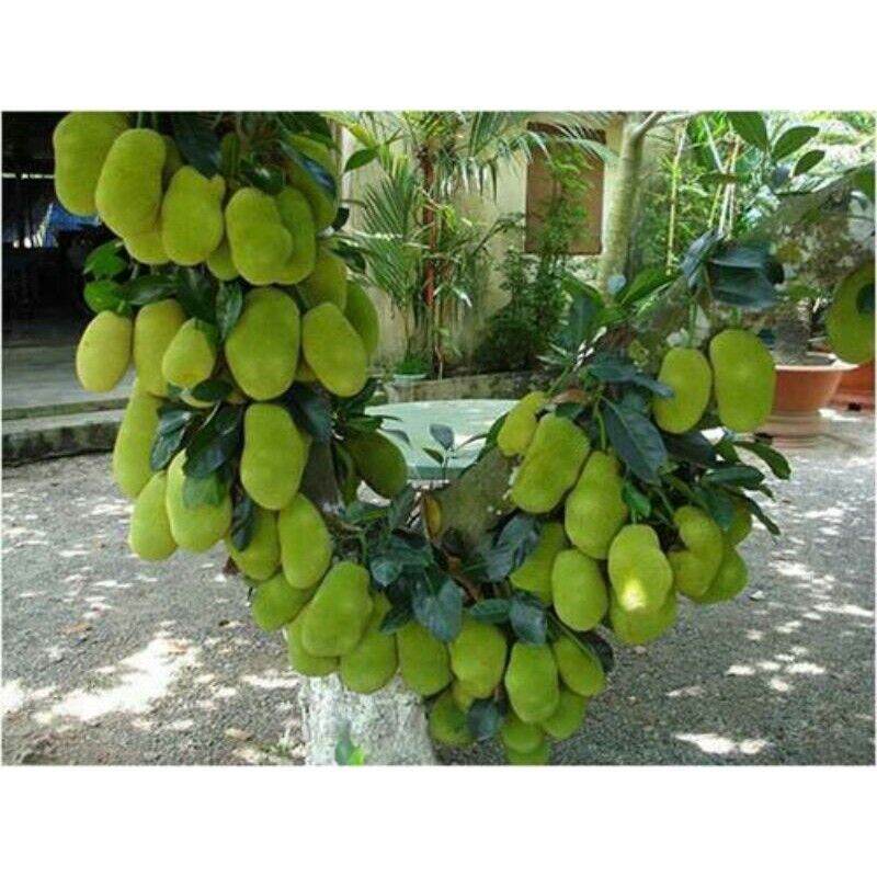 Cây giống mít tố nữ mã lai malaysia
