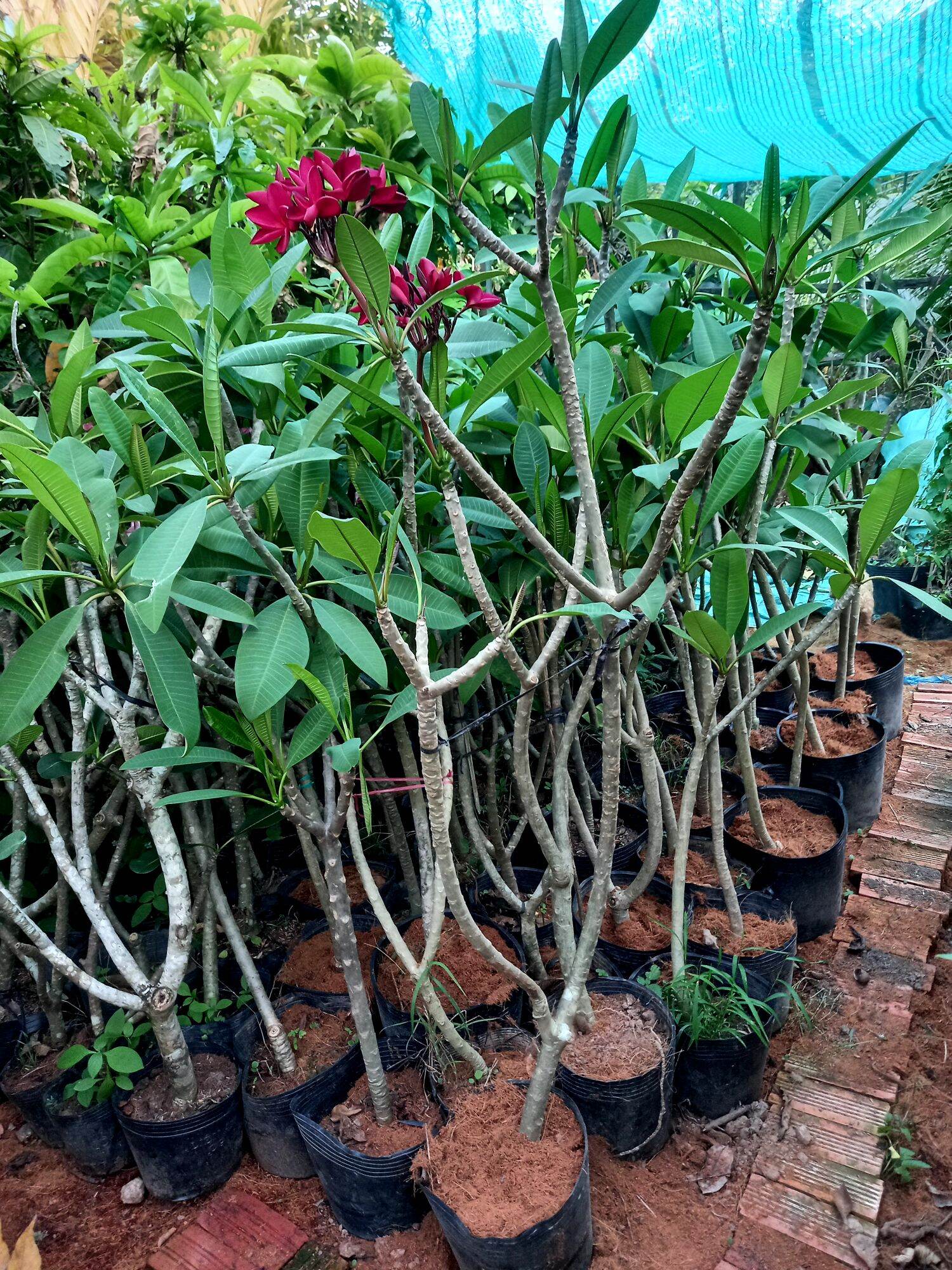 cây sứ đỏ hoa thơm
