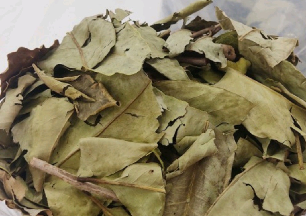 Lá vối nếp sấy khô nhà trồng