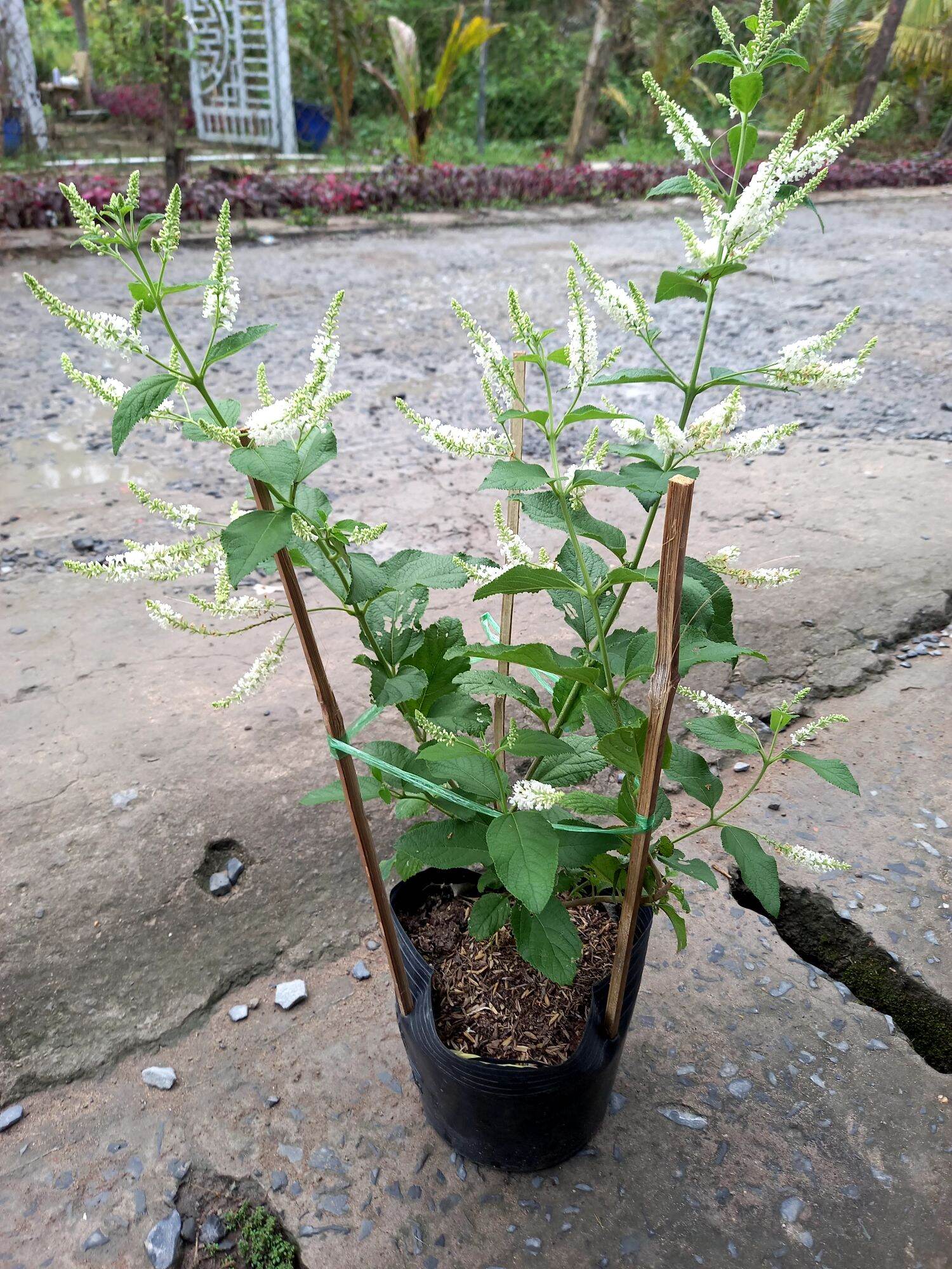 cây bạch trầm hương hoa thơm.