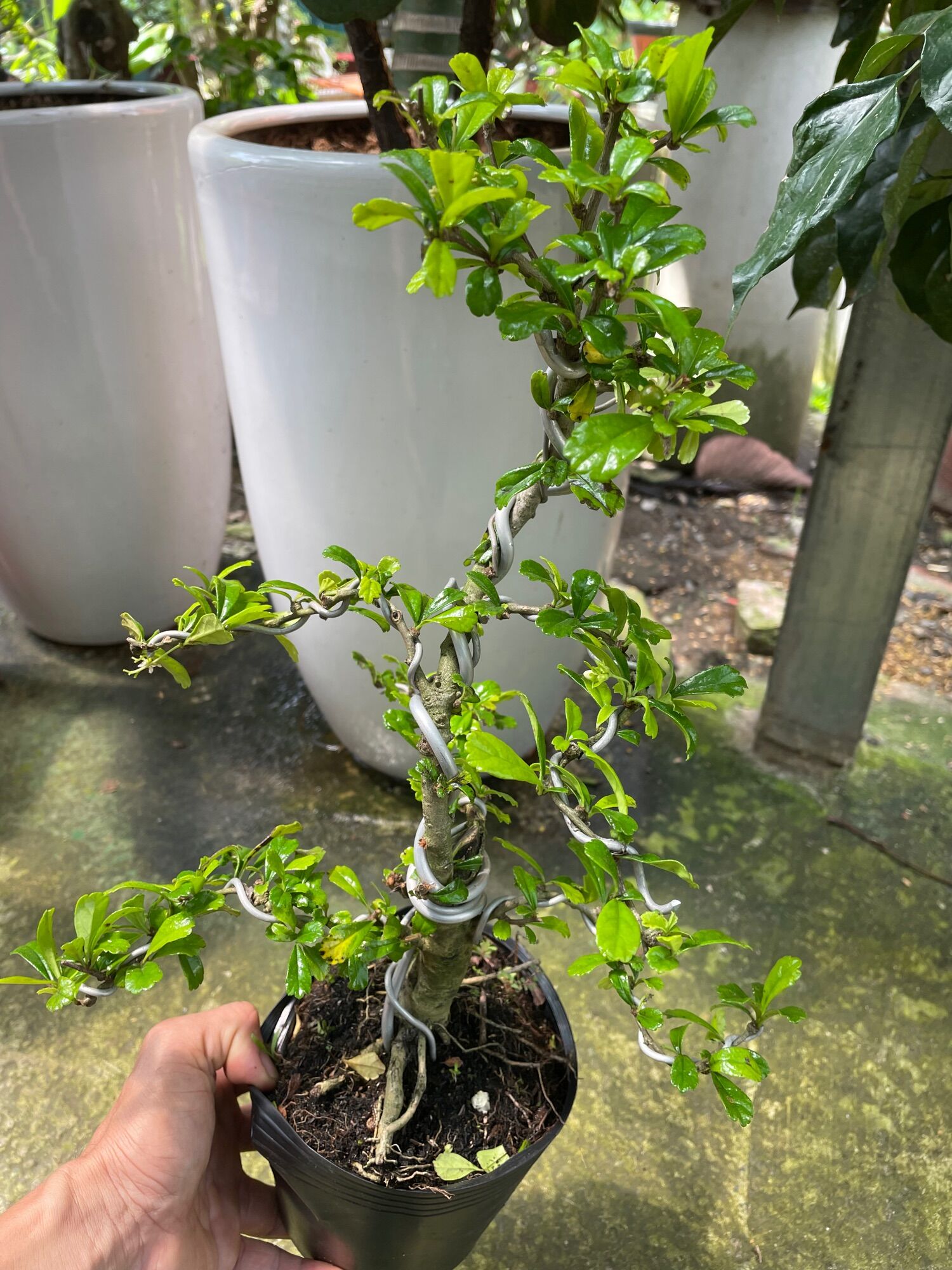 Cây Trà Phúc Kiến (bùm sụm) bonsai