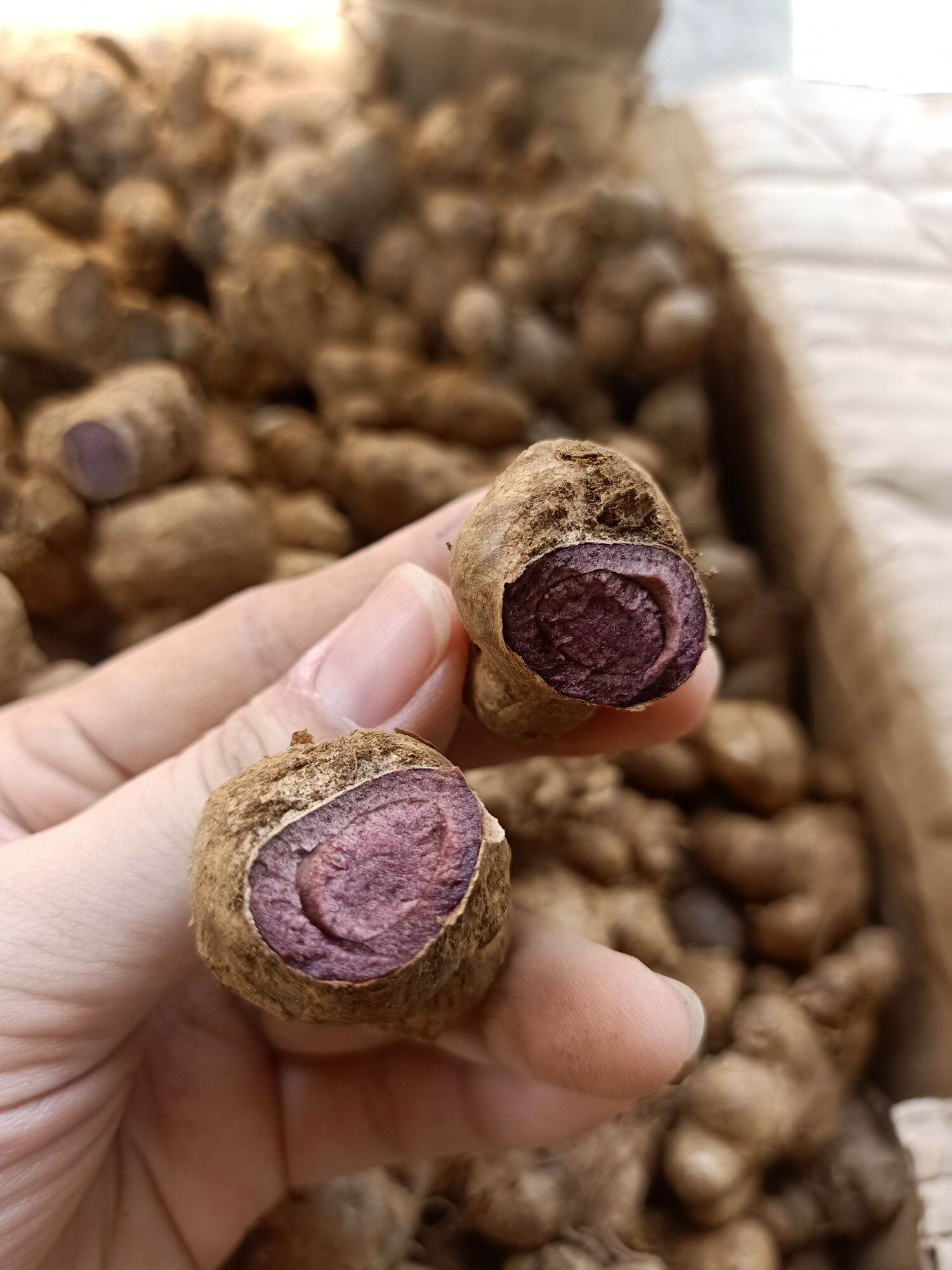 1Kg GỪNG ĐEN đậm (Ngãi tím,ngãi đen) làm thuốc,..