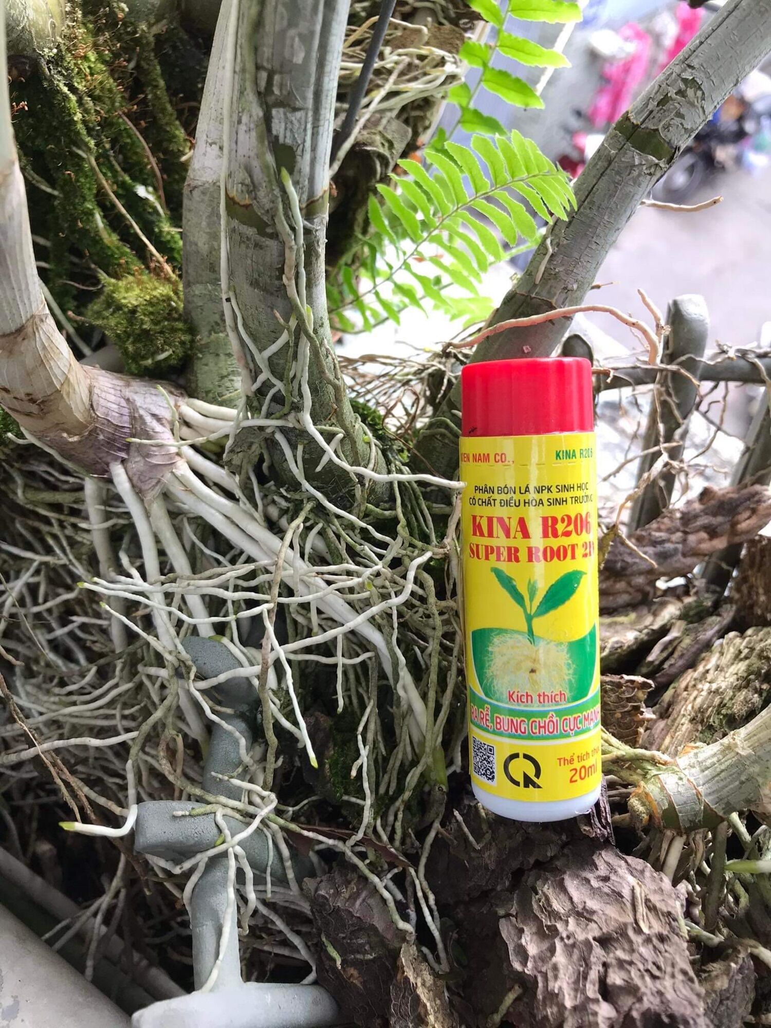 Kích rễ bung chồi KiNa Super Root