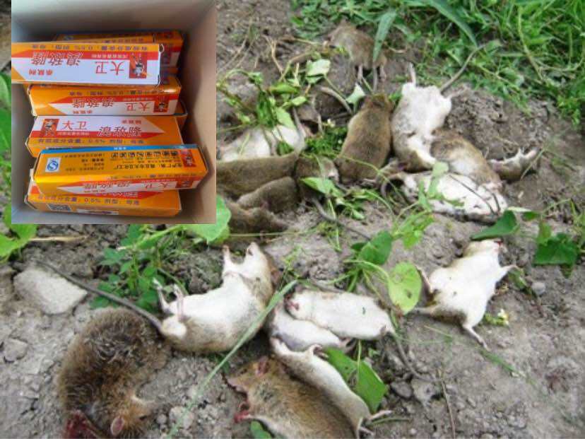  Combo  10lọ  THUỐC DIỆT CHUỘT DẠNG NƯỚC DIỆT NHANH HIỆU QUẢ 