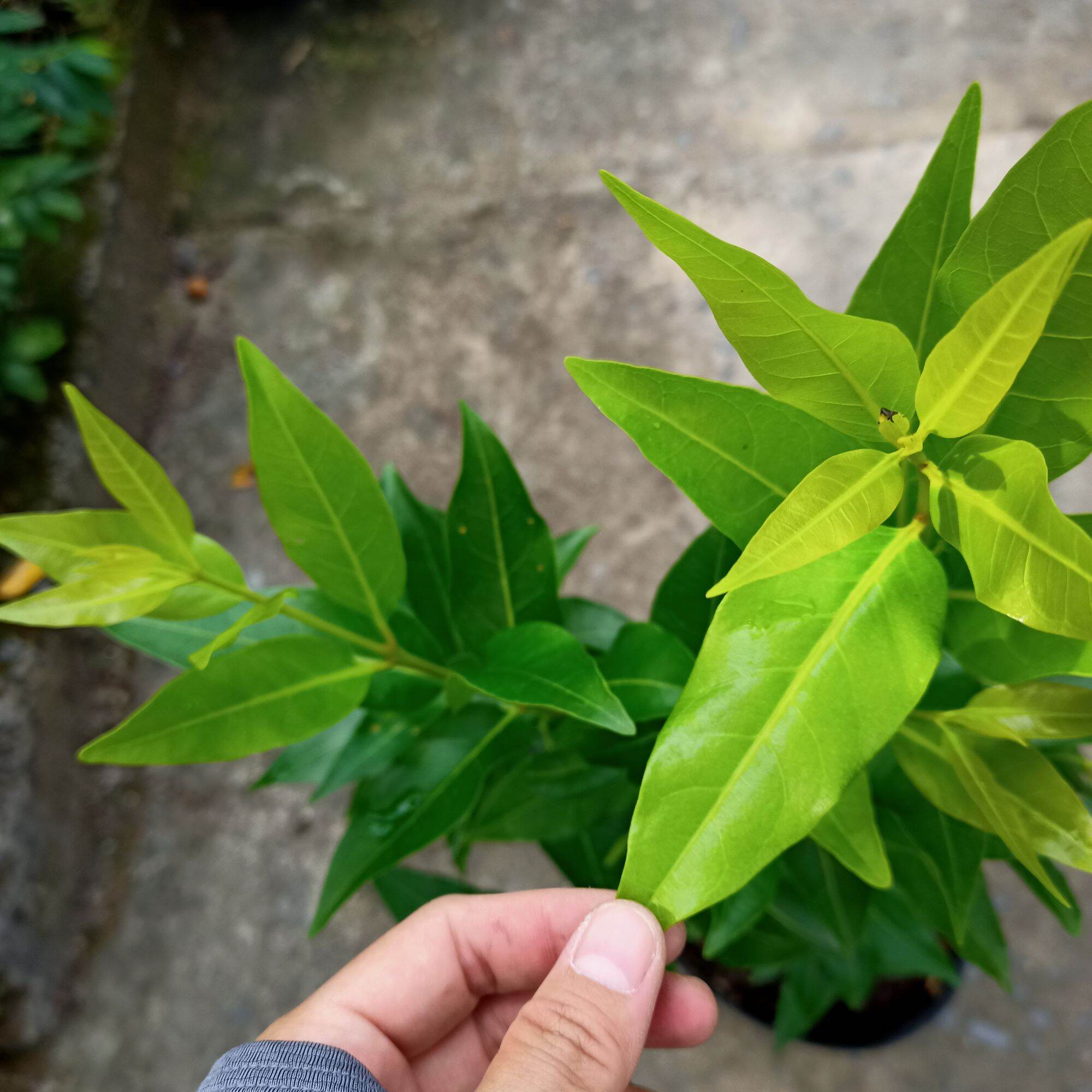 Cây lá vối nếp cao 45-60cm