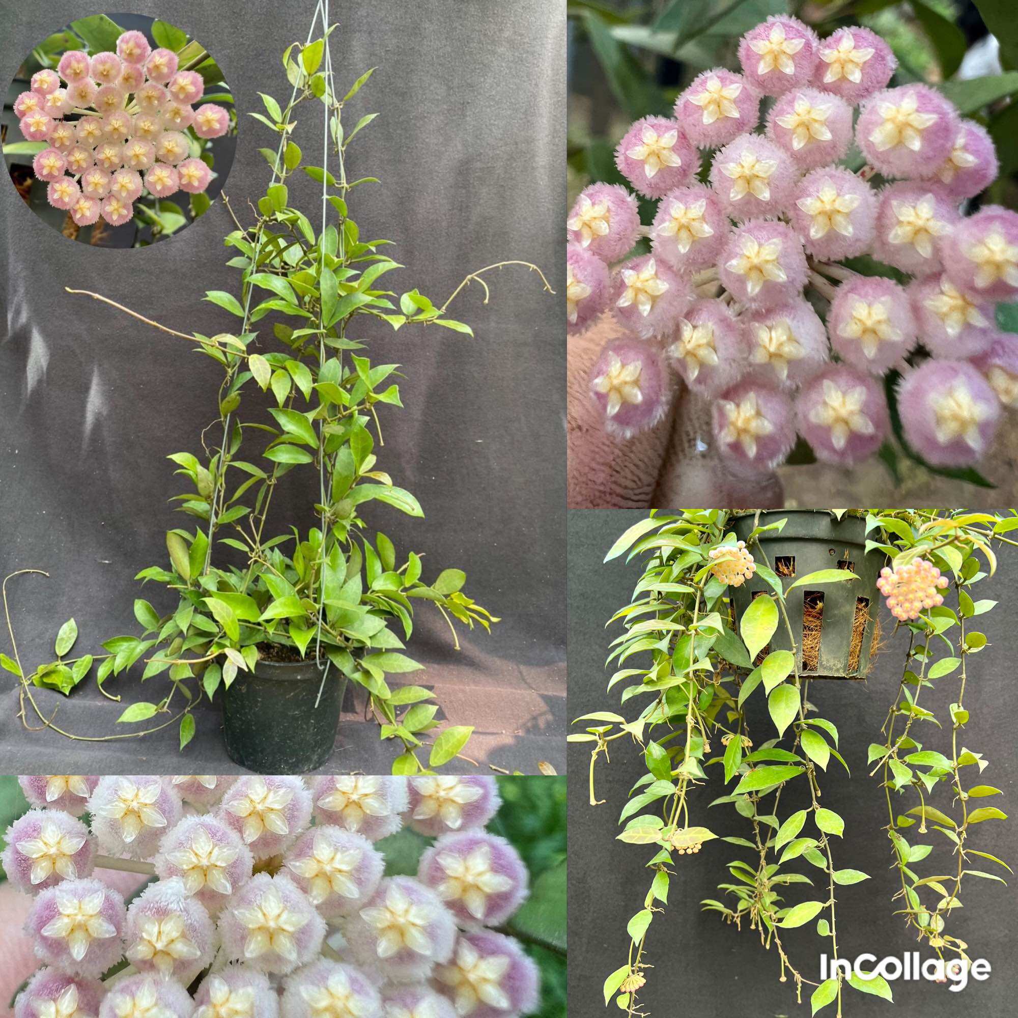Hoa Cẩm cù hoya Rebecca thân rủ nhiều kích thước hoa rất thơm, hoa quanh năm