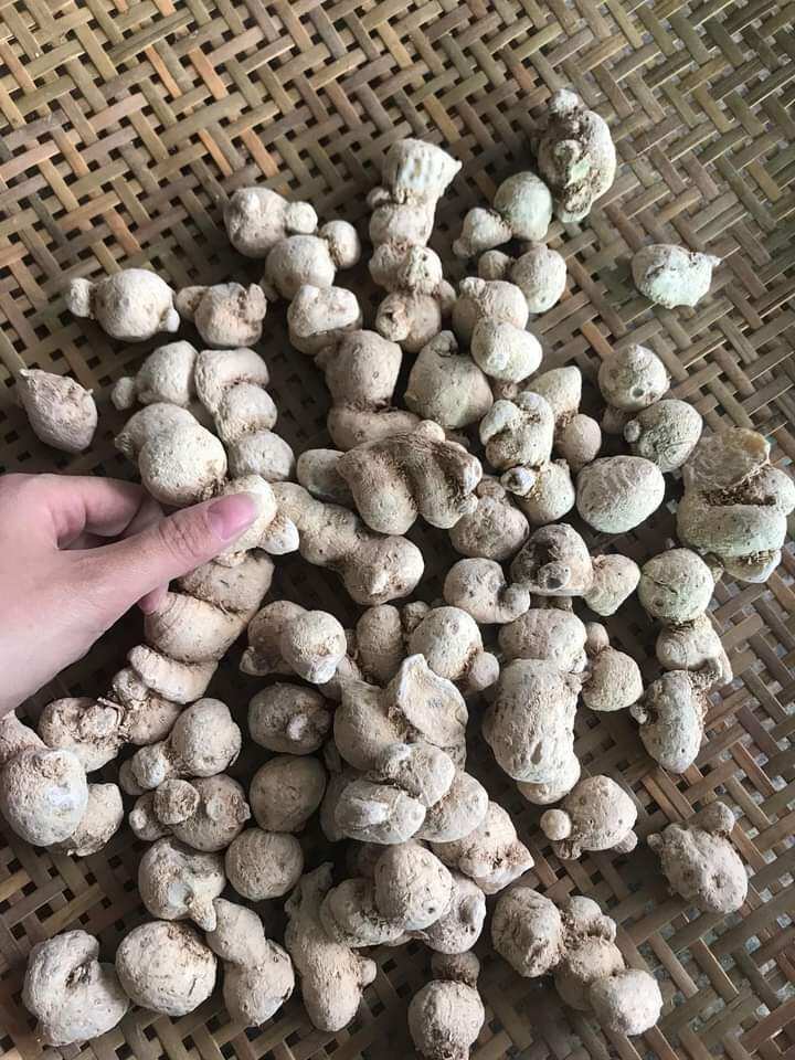 1kg Củ Tam Thất Nam hàng mới.khô.thơm .sạch