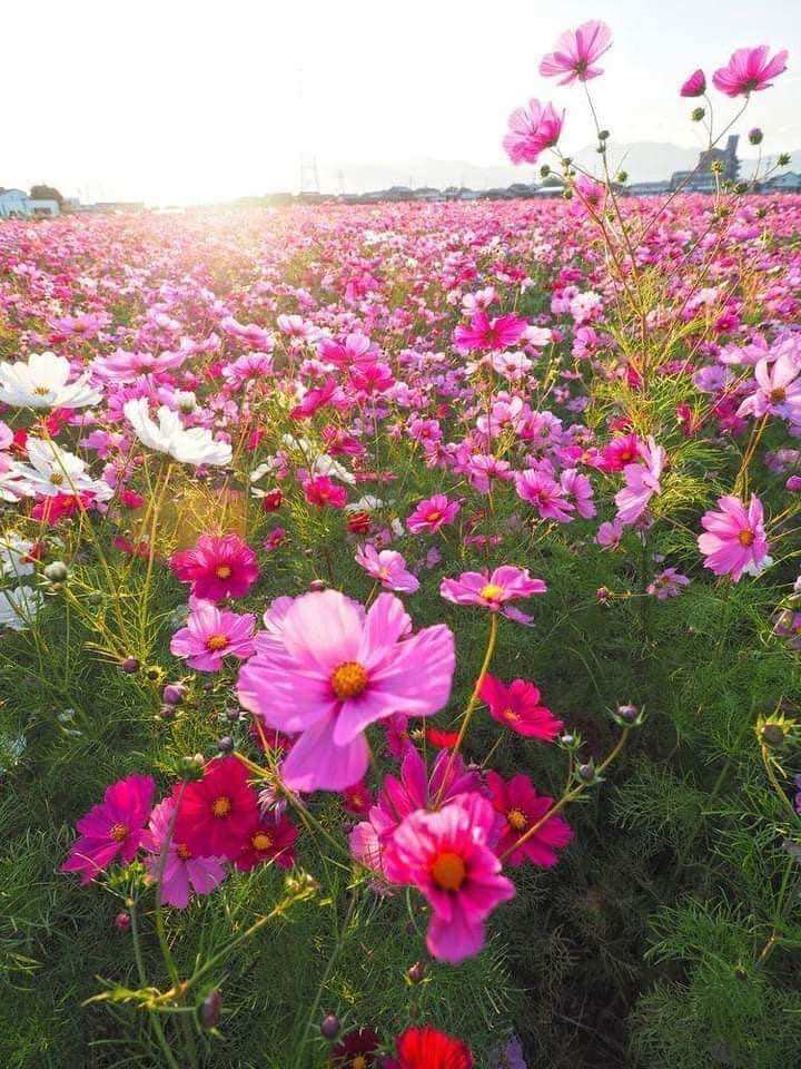 hạt giống hoa cánh bướm