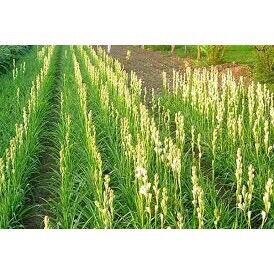 Củ giống Hoa Huệ Ta trắng thơm sỉ 5k( set 5 củ)