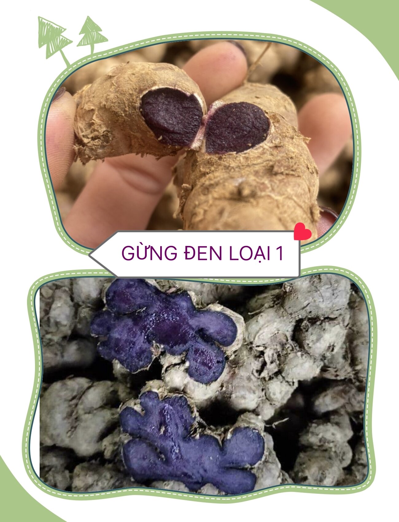 500g gừng đen tây bắc loại 1. 100% hàng rừng