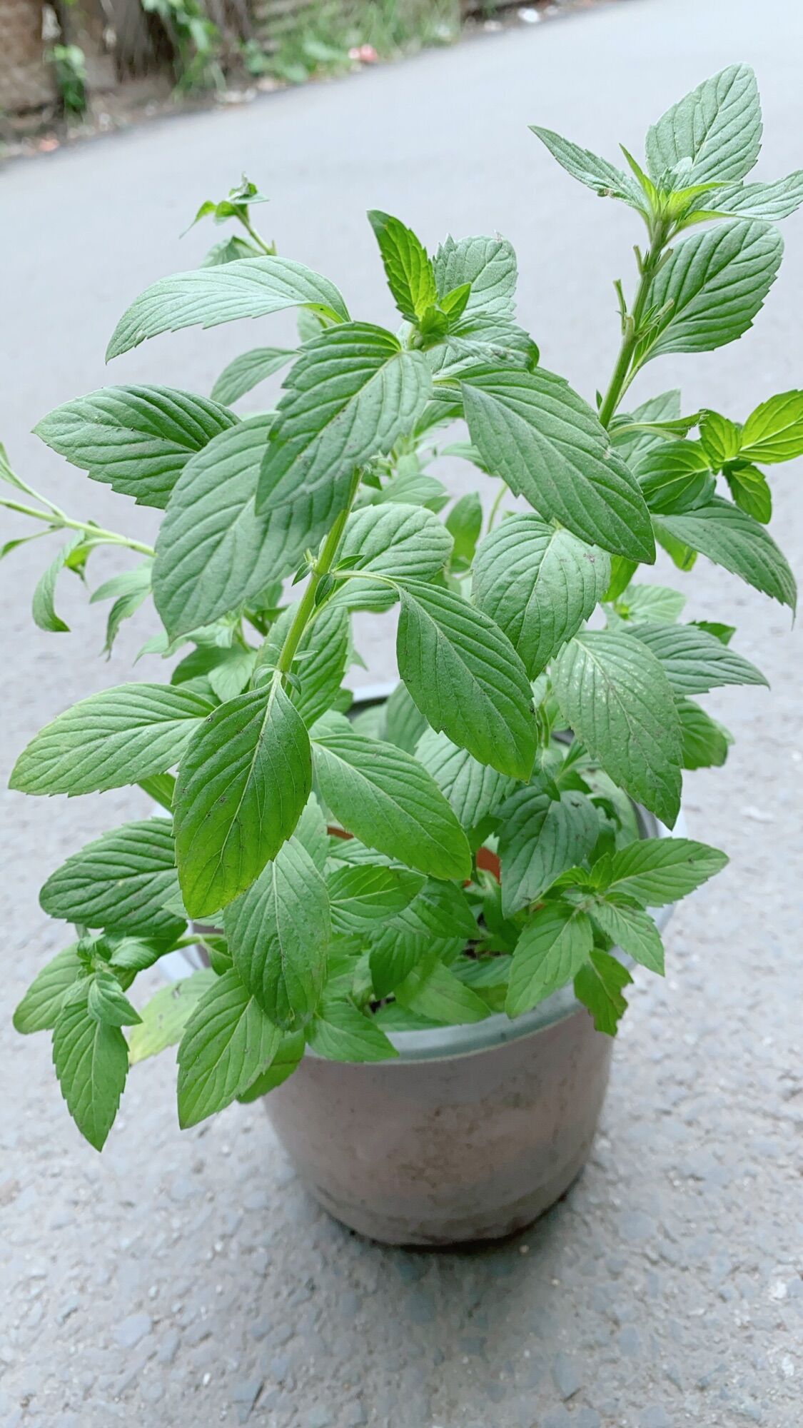 Rau Thơm Các Loại (30k/chậu)