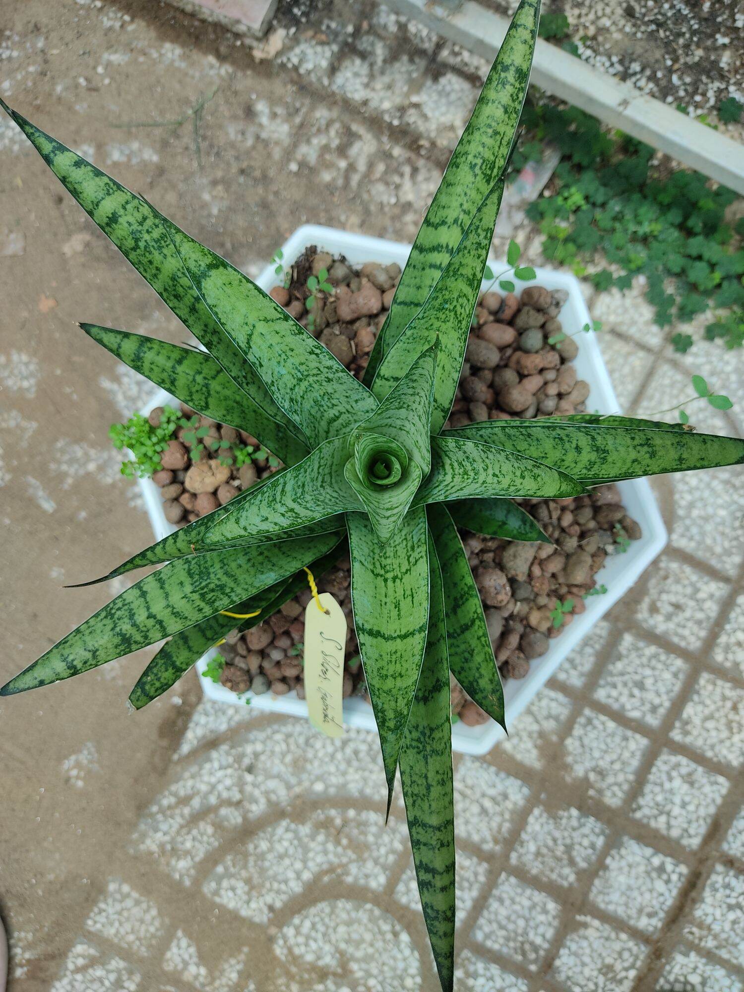 Cây lưỡi hổ - Sansevieria Silver Gabriella