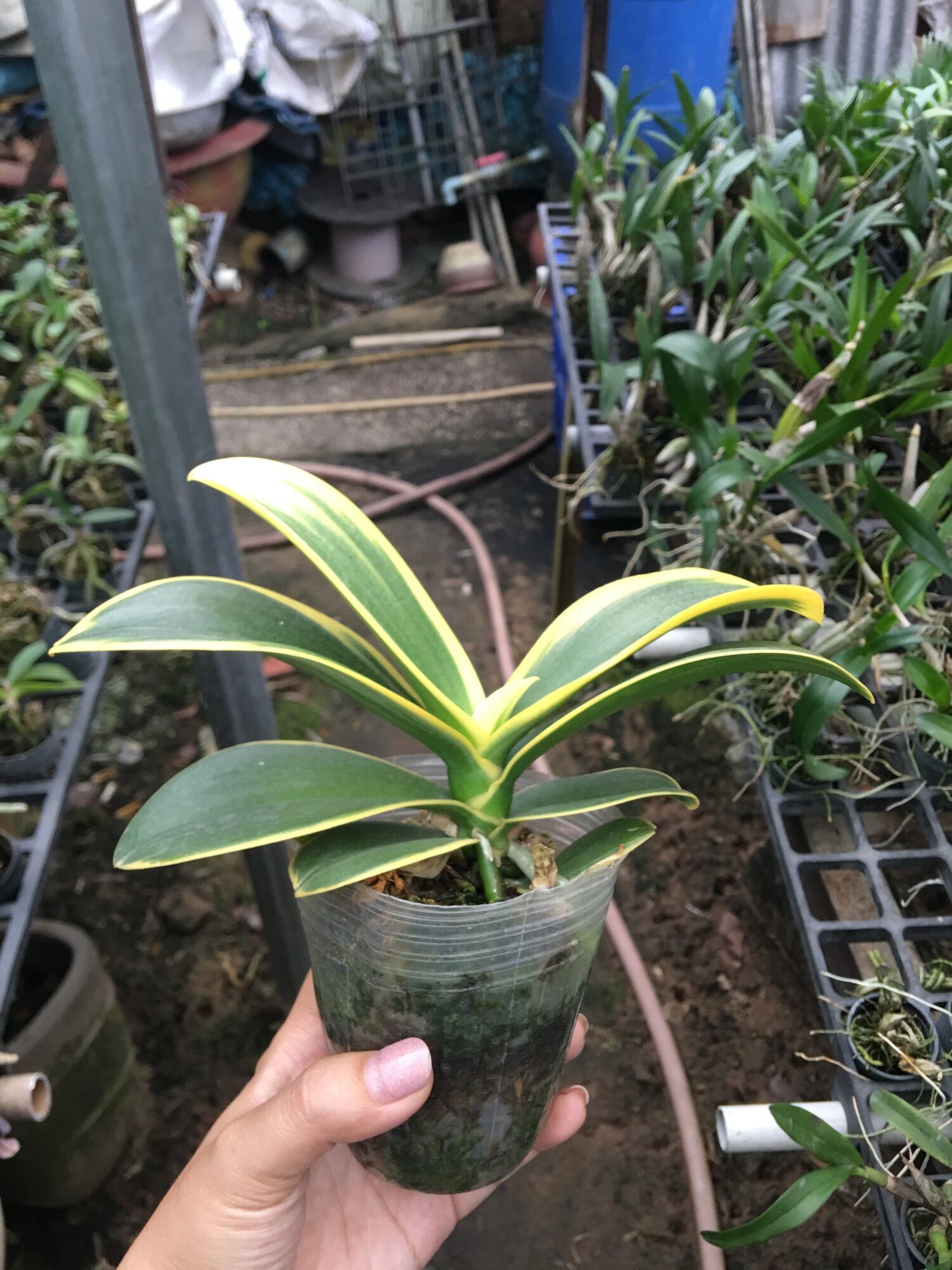 [HCM]Hồ Điệp Lá Biên Cây Trưởng Thành