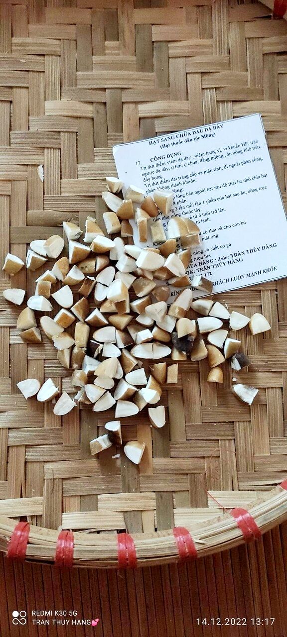 HẠT SANG (HẠT SÀNH) CỦA NGƯỜI MÔNG CHỮA ĐẠI TRÀNG, DẠ DÀY