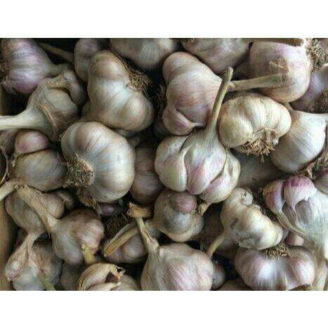 1kg tỏi ta