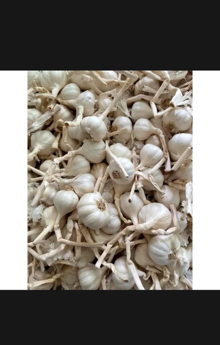 Tỏi lý sơn 500g