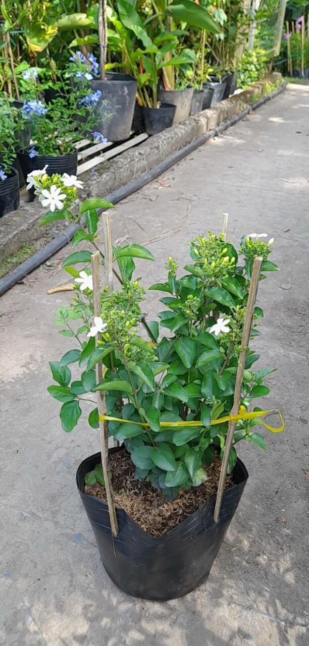 Cây lài hoàng gia hoa trắng