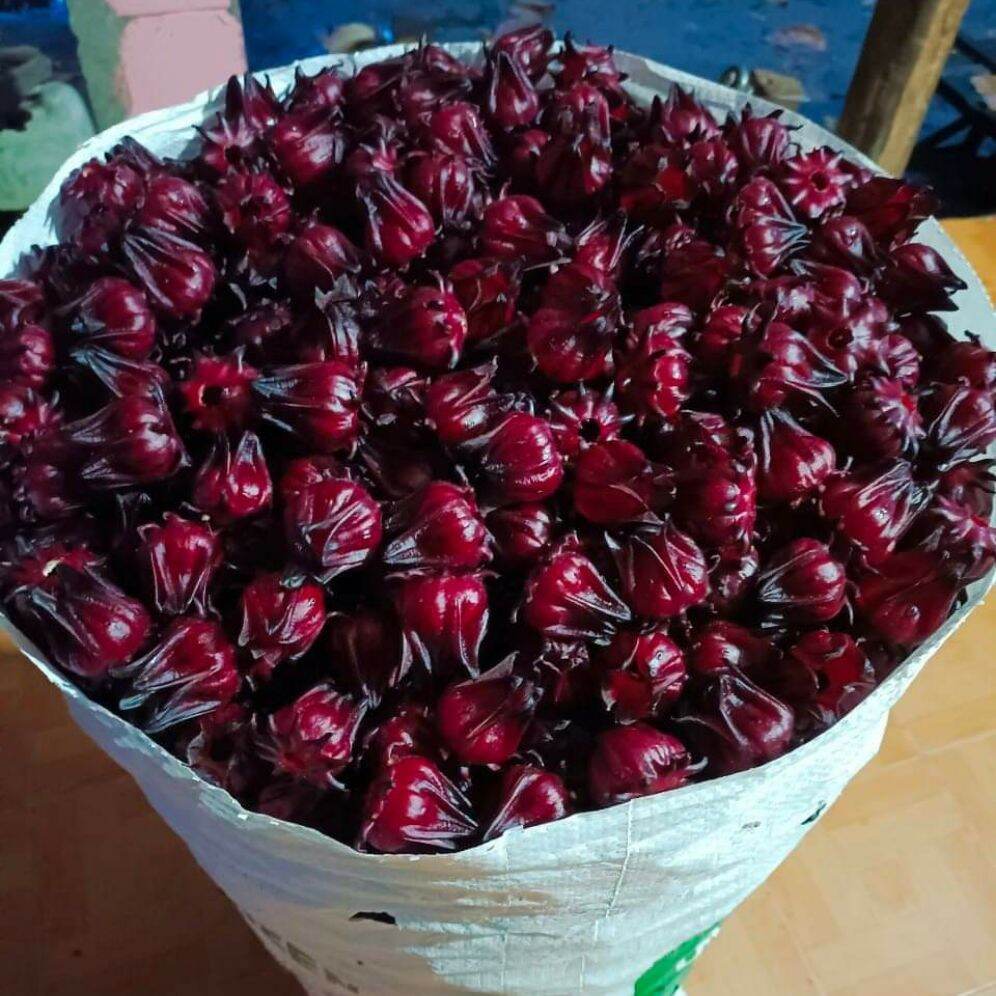 Hoa atiso đỏ tươi ( hoa bụp giấm, hibicus) dùng pha chế sirô sting đỏ, làm mứt hoa hồng)