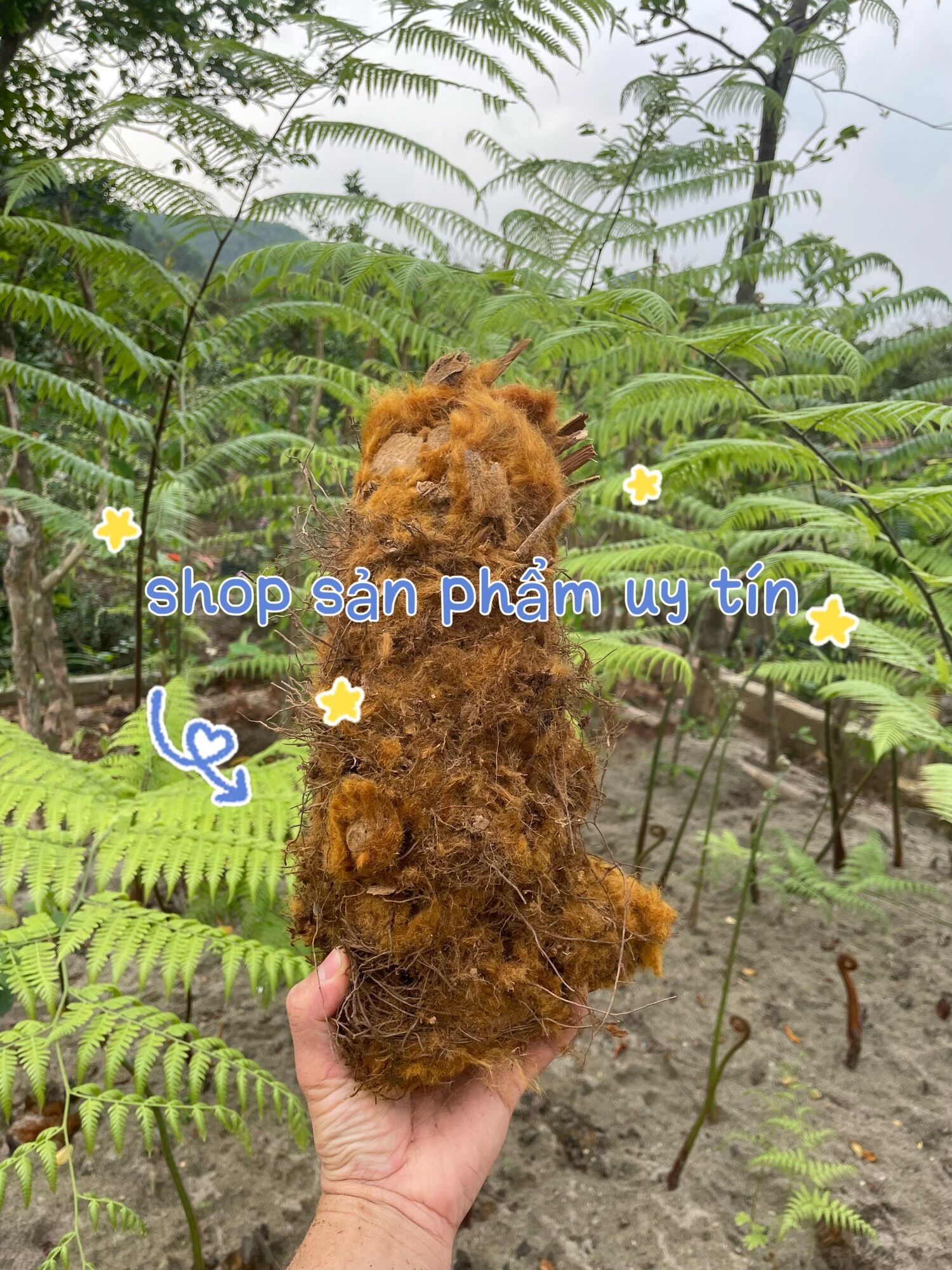 Cu li trồng cảnh sẵn lông vàng siêu to