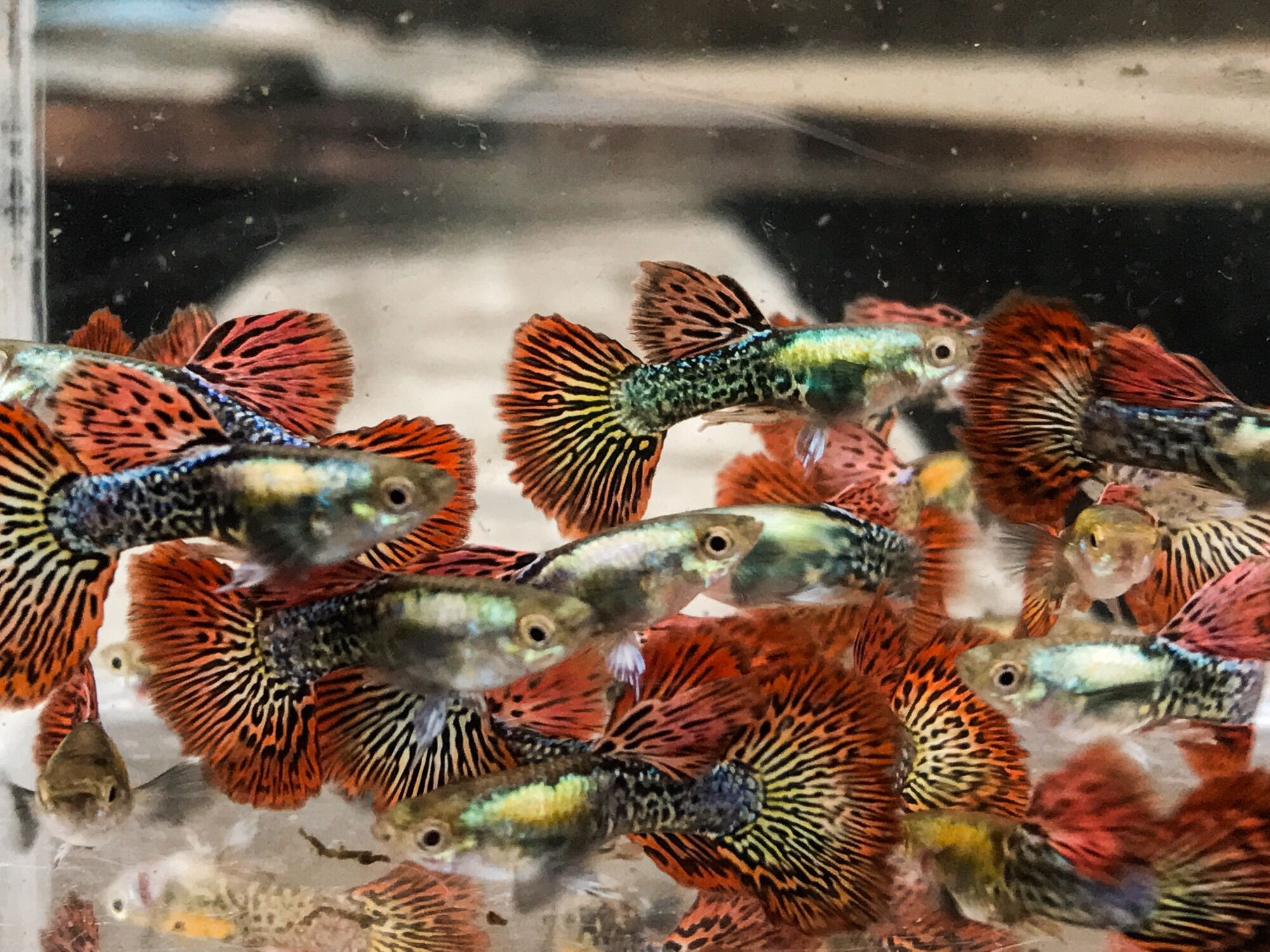 Bảy màu rồng đỏ tia 3 cặp