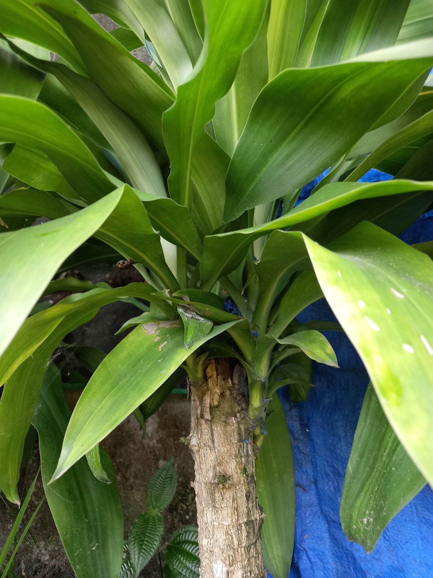 Cây thiết mộc lan .hình 2