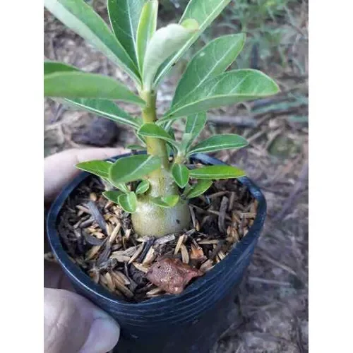 Cây hoa sứ Thái cánh kép
