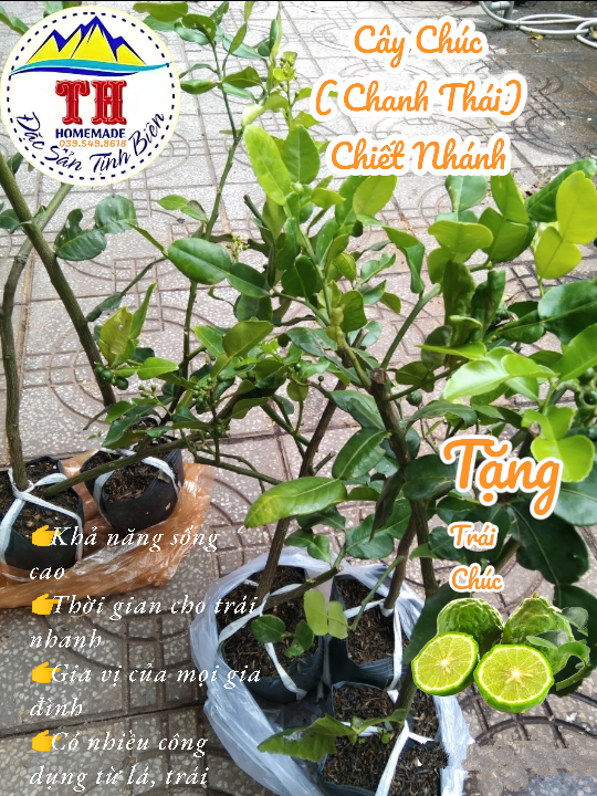 Cây Chúc ( Chanh Thái ) - Chiết Nhánh - Đặc sản An Giang ( Cây chanh Thái lá số 8)