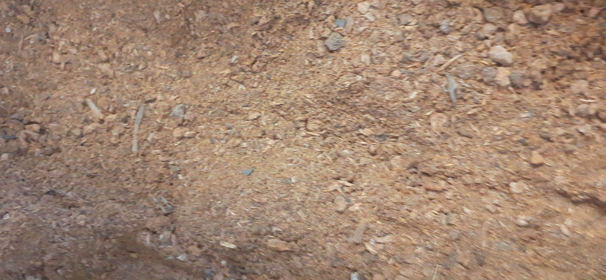200gram hạt gáo vàng giống