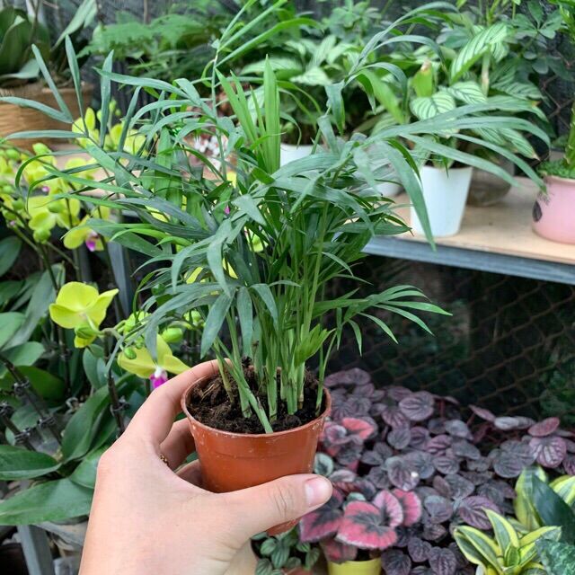 Chậu cau tiểu Trâm
