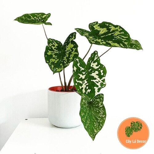 Alocasia Hilo Beauty