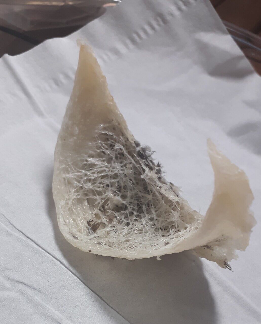 Tổ Yến thô 100g