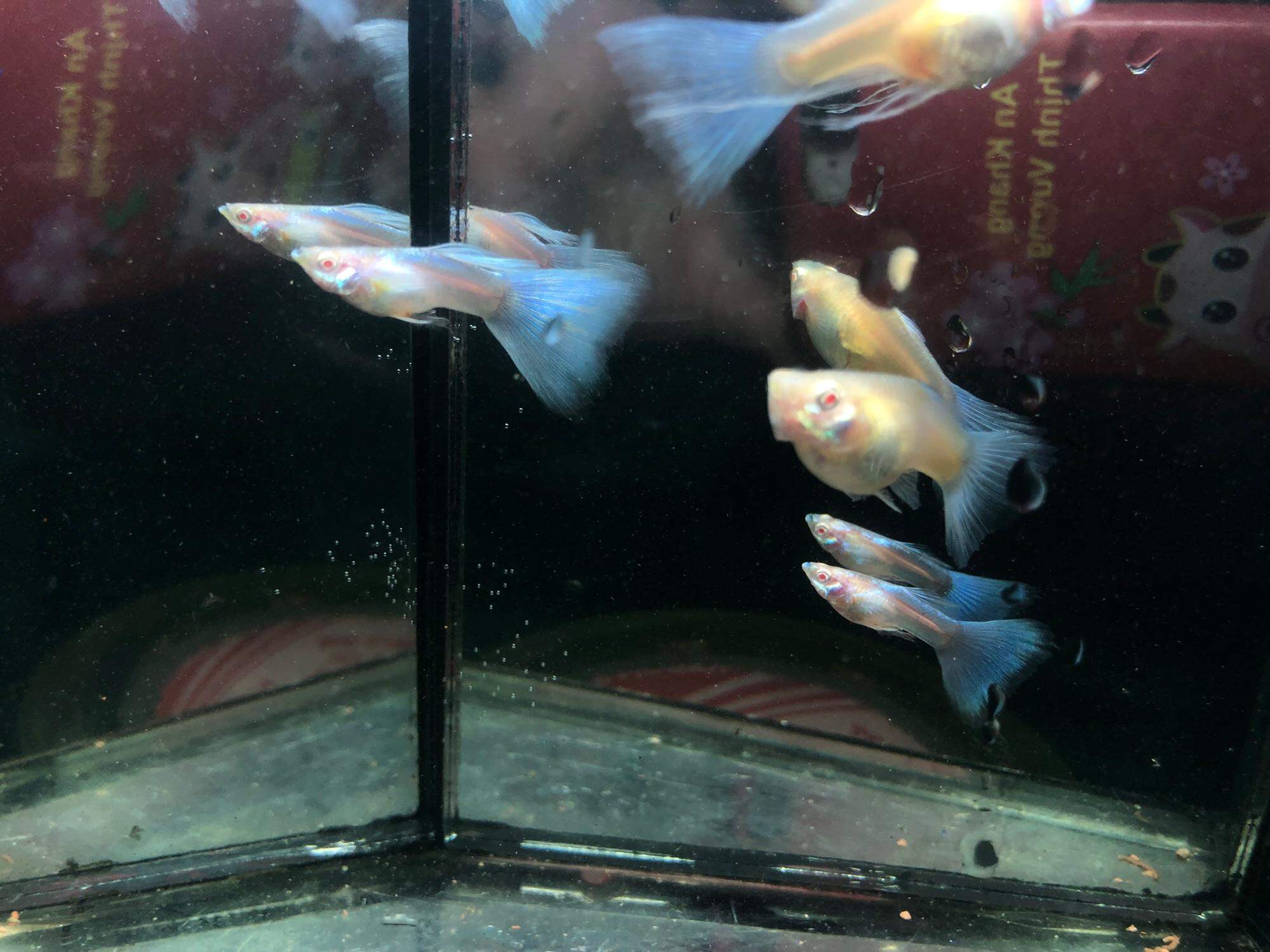 GUPPY 1 Cặp BLUE TOPAZ