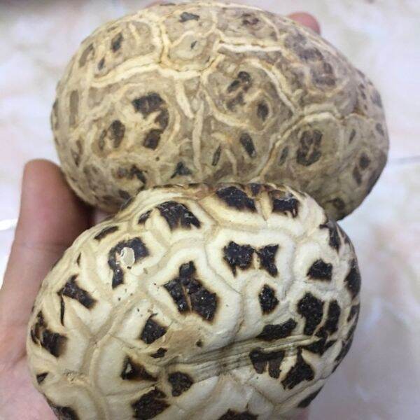 250g nấm đông cô