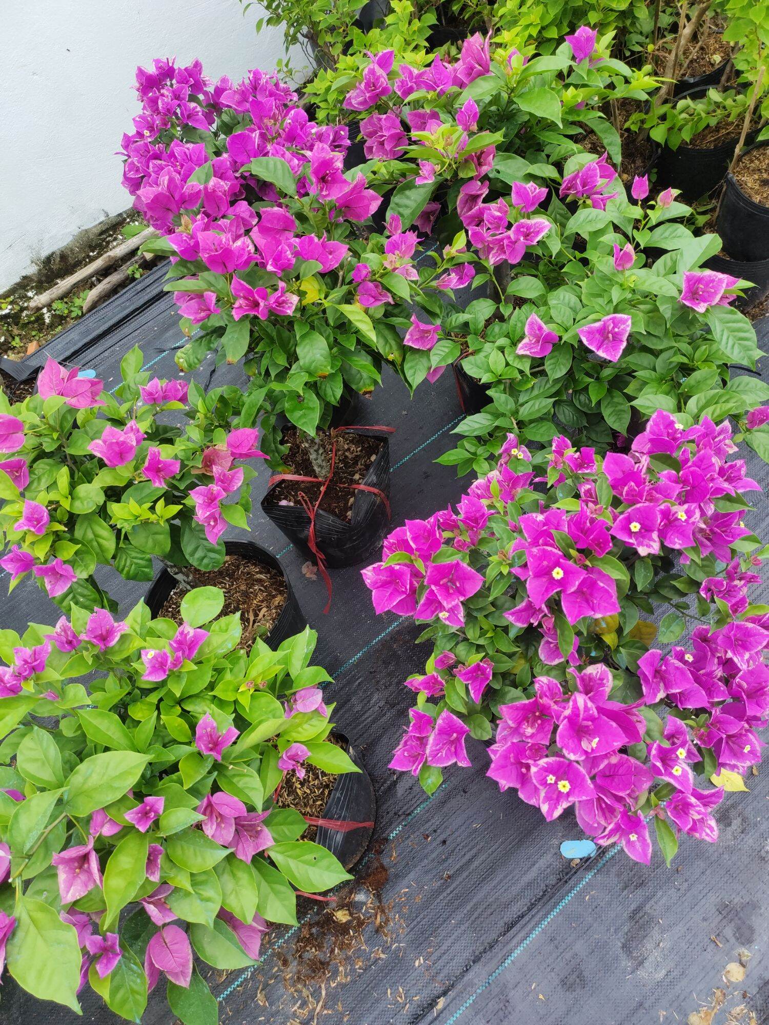 Cây Hoa Giấy Tím Bướm, cây đang hoa, thuần chậu.
