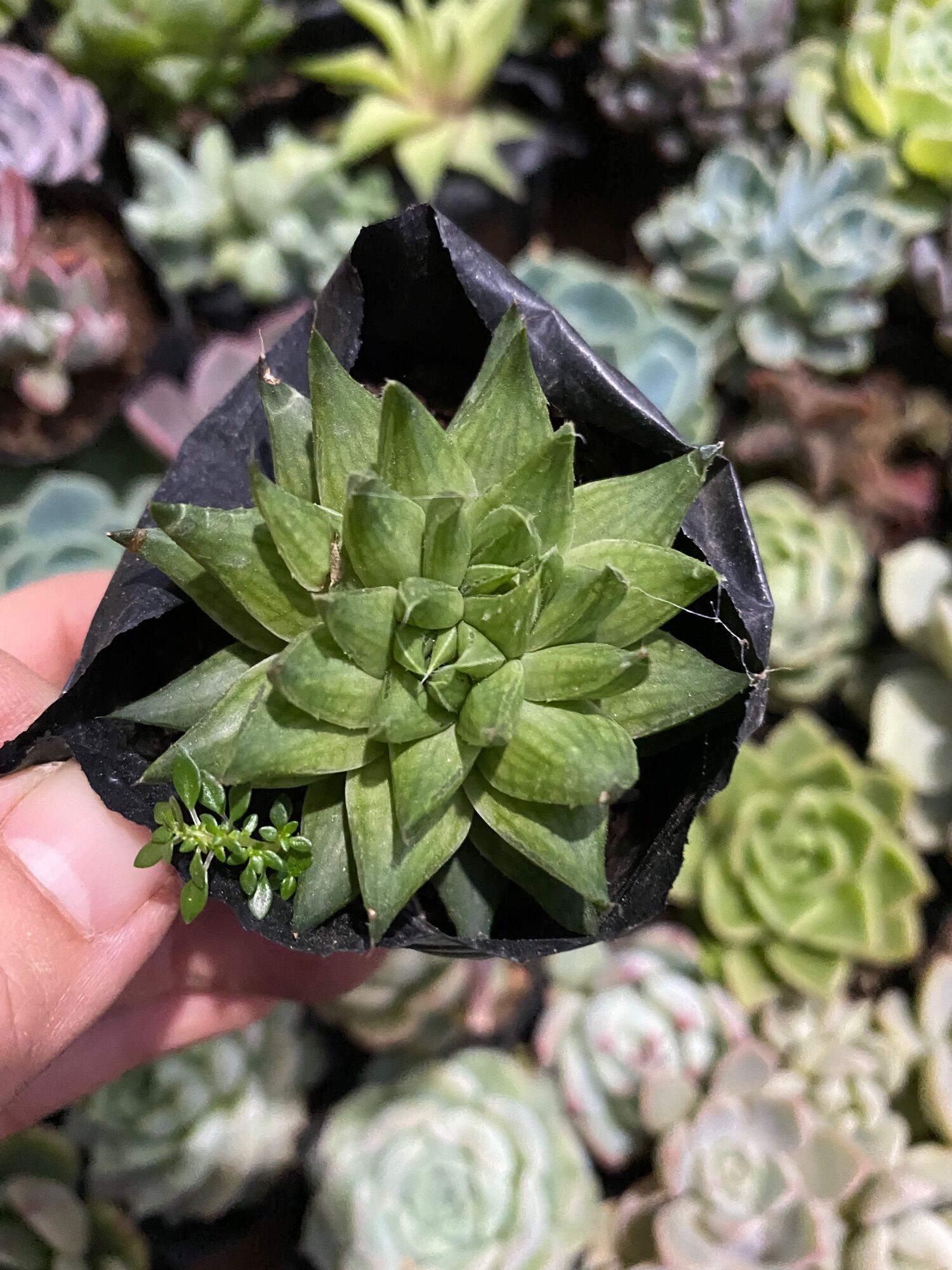 Cây hawothia ngọc xanh bụi nhỏ 5cm