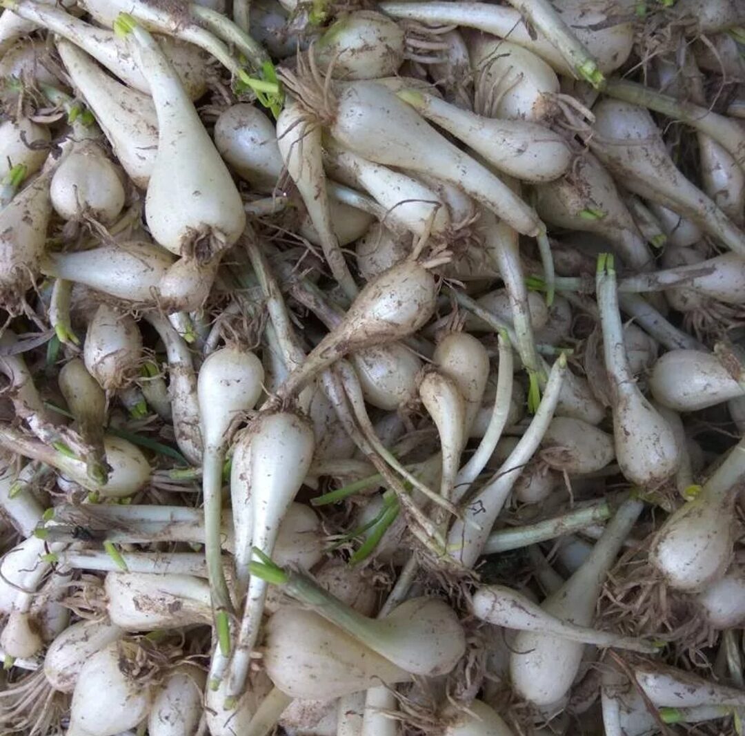 1KG CỦ KIỆU  QUẾ- HUẾ CỦ TO