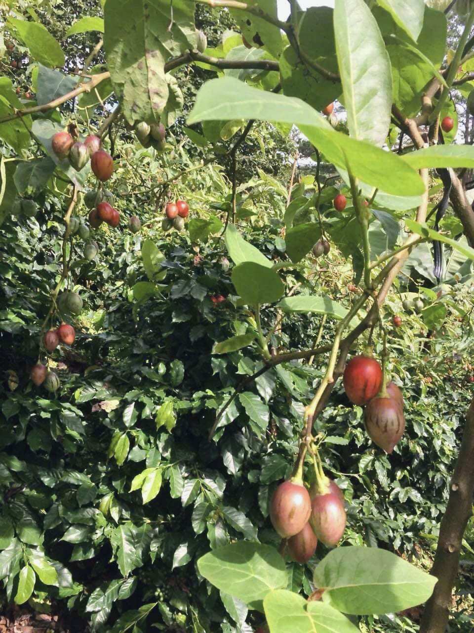 1KG CÀ CHUA THÂN GỖ