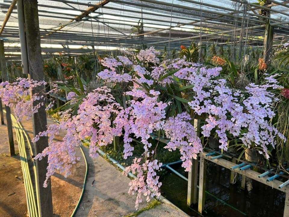 Vũ nữ peru cây giống khoẻ đẹp