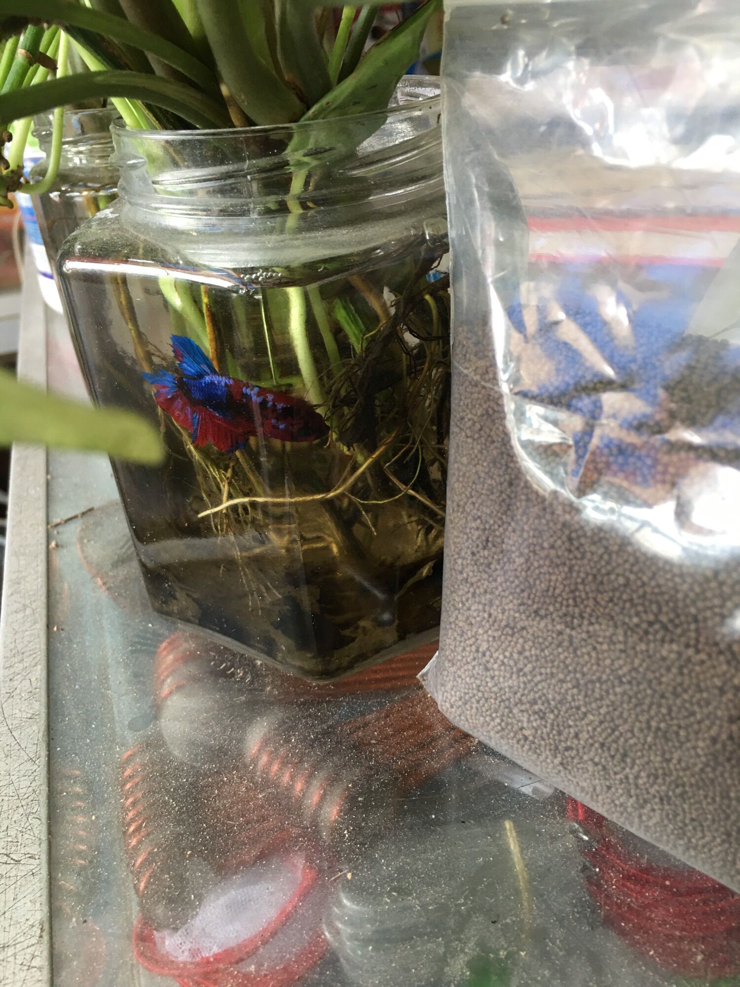 100gram thức ăn cá betta, 3 đuôi, cá kiểng nhỏ