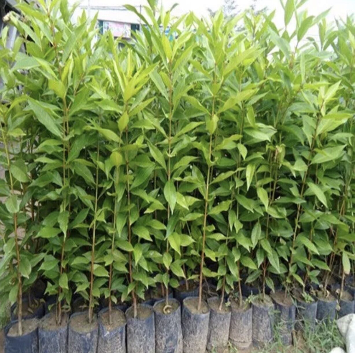 Giống cây vối