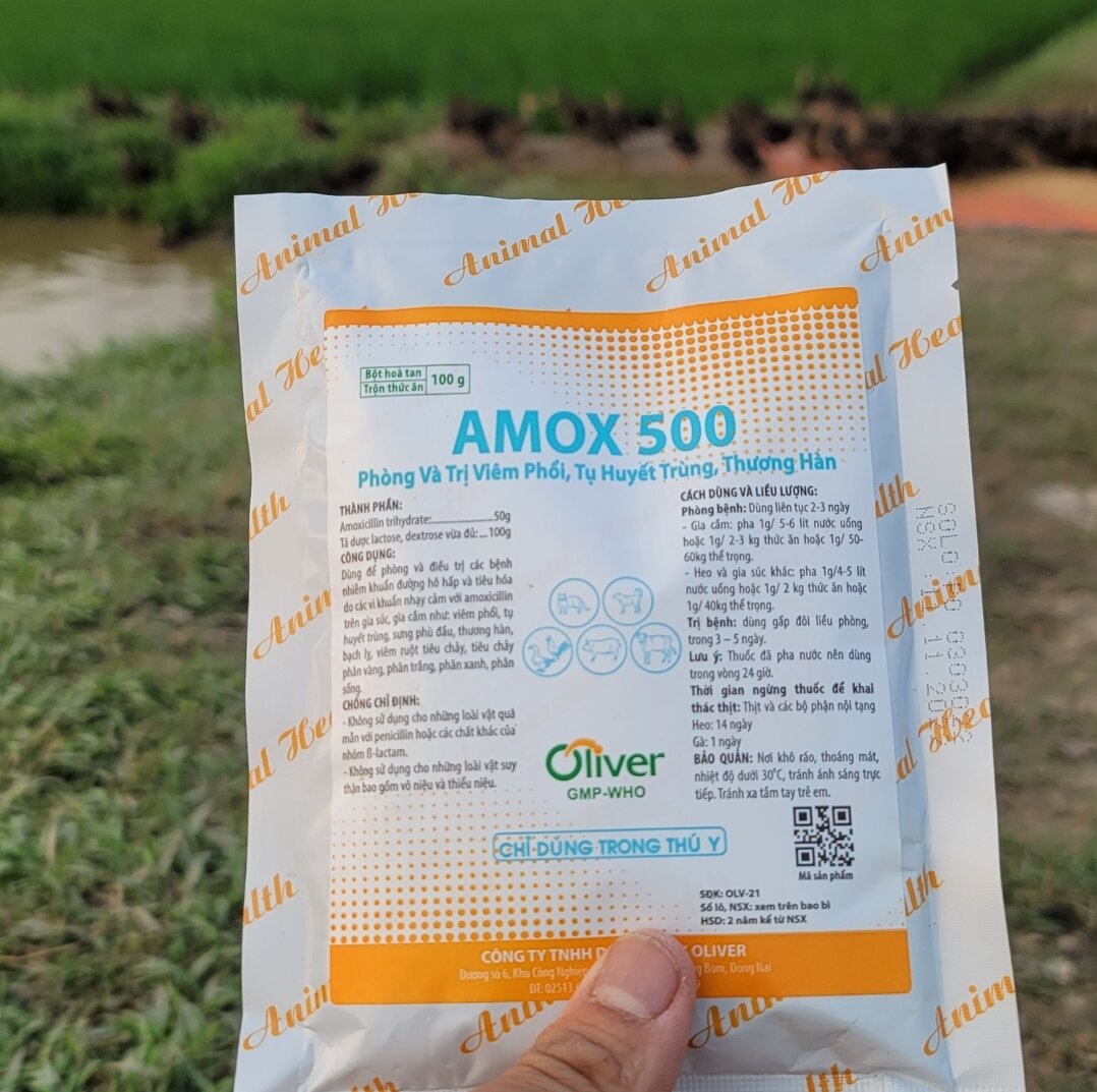 Gói Amox 500 chuyên viêm phổi, tụ huyết trùng, thương hàn ở thú cưng