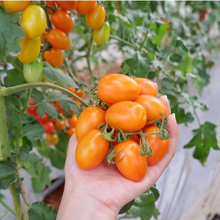10 hạt giống cà chua cherry vàng chịu nhiệt