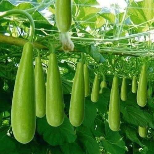 10 Hạt giống bầu xị