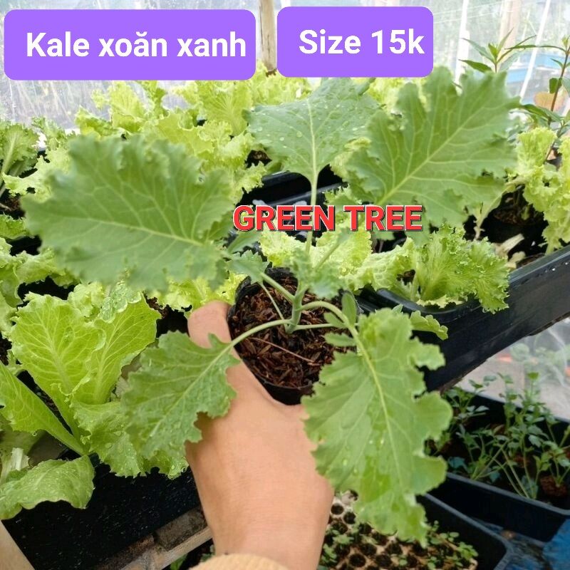 Cây giống cải kale xoăn xanh