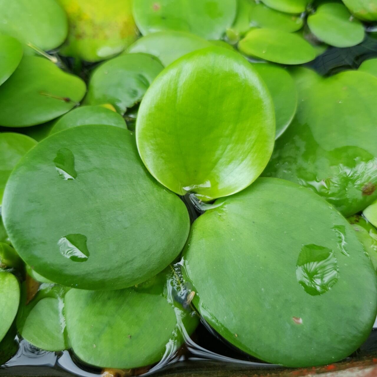 Bèo nhật thủy sinh