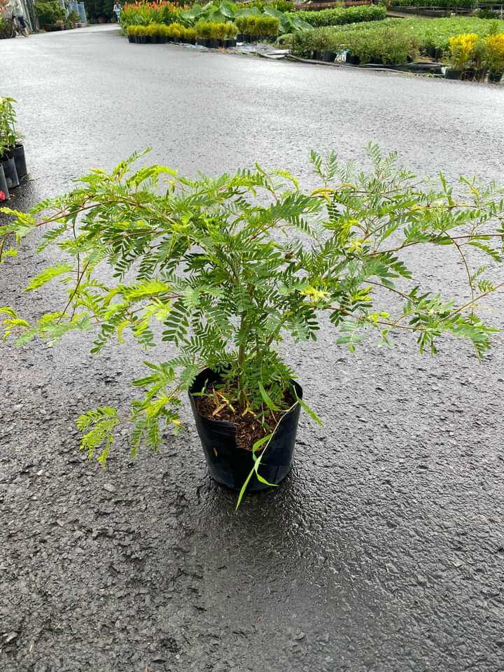 Cây Hoa Kiều Hùng Hồng siêu hoa