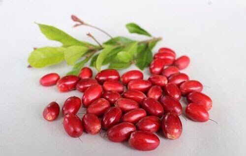 Combo 3 hạt giống cây thần kỳ