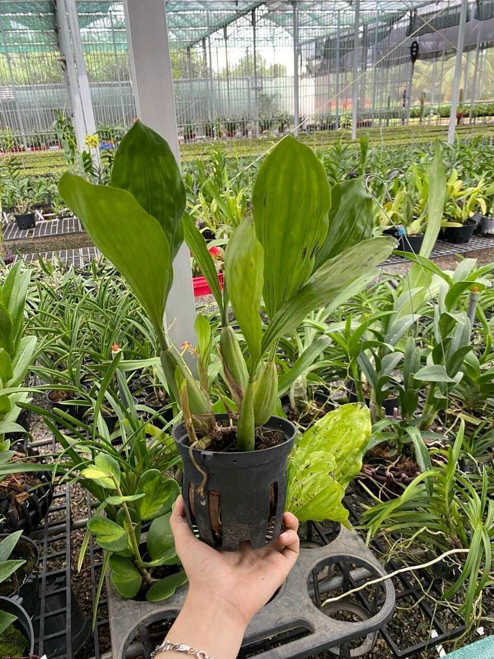 Thanh đạm Indo cây khoẻ đẹp sắp hoa