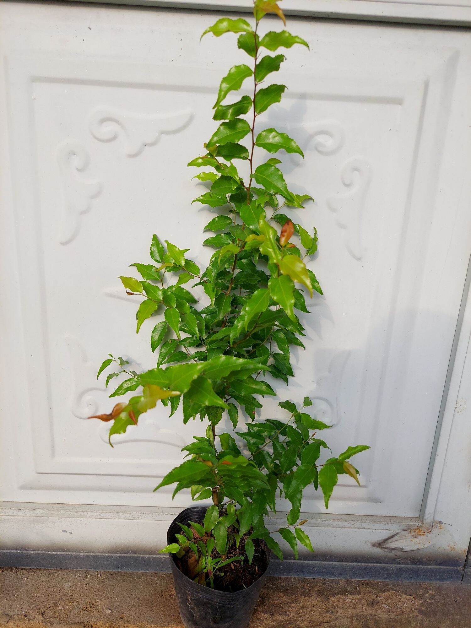 Chậu cây hồng quân 8 tháng tuổi